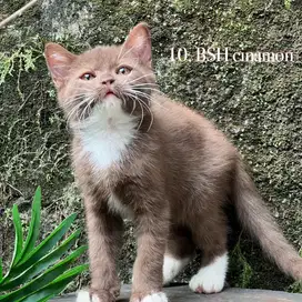 Kucing british shorthair bicolor cinamon jantan