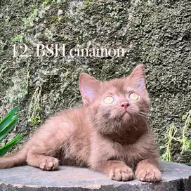 Kucing british shorthair cinamon betina