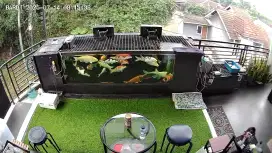 Jual murah 5 koi blitar jumbo HQ..(krn tank kepenuhan/over populasi)