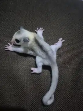 SUGAR GLIDER Mozaic & White Face BETINA