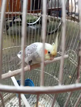 Falk grey dewasa rajin bunyi jinak