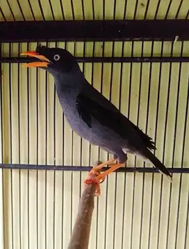 Burung Jalak Kebo Jantan Mapan