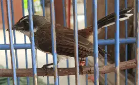 Burung jamban jantan udah bunyi