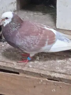 burung dara pasangan