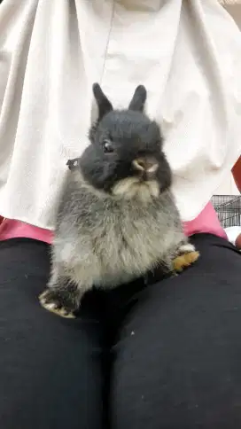 Kelinci hias Netherland dwarf