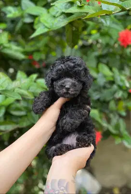 Anjing Toy Poodle