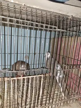 Tekukur derkuku bukan perkutut bukan puter pelung bukan kandang besi