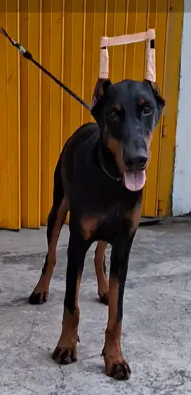 Jual doberman jantan 7bln stb anak ina champion vaksin 2x , big bone