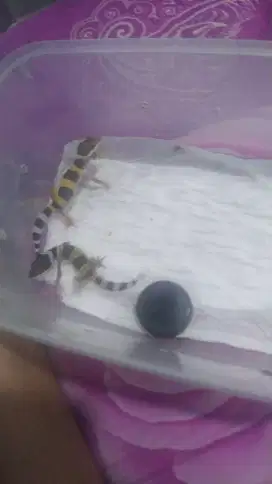 Baby gecko lucu