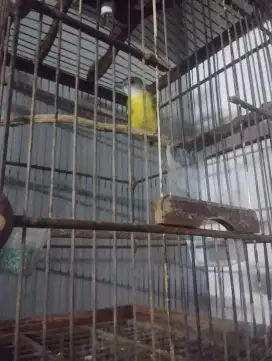 Jual burung kapas kunyit