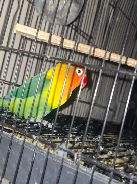 Love bird jantan