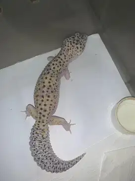 1 Unit Leopard Gecko Mack Snow Eclipse