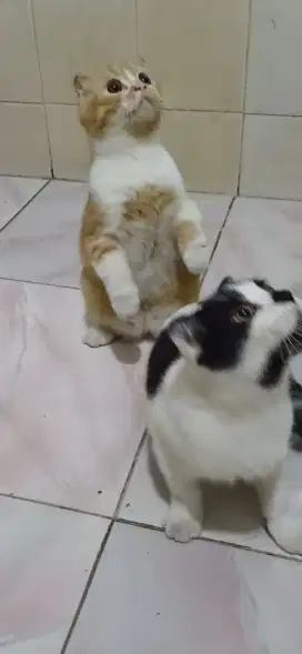 Scotish fold kitten jantan