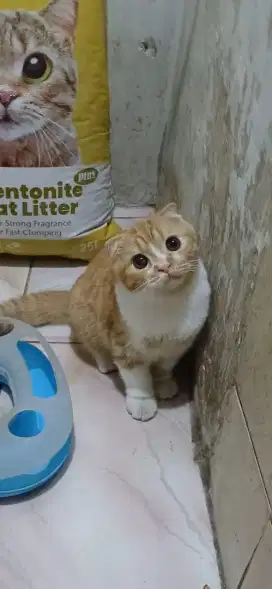 Scotish fold kitten jantan