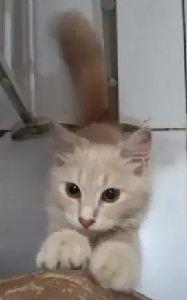 Open adopt kitten 4 bulan