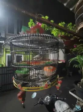 Perkutut lokal +kandang.