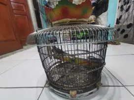 Perkutut lokal dan sangkar. Depok