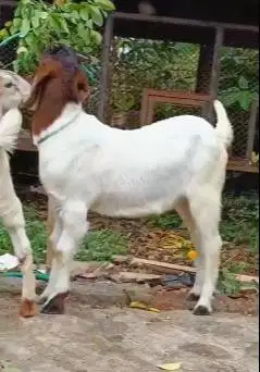sepasang bibit kambing boer F2 series 4-5 bulanan siap ternak hobby2an