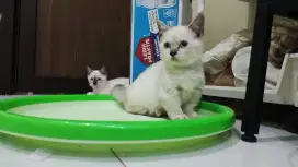 Kucing munchkin Himalaya