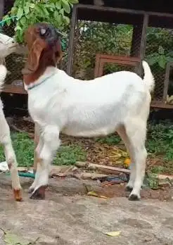 sepasang anakan kambing boer 4-5 bulanan F2 series siap ternak rawatan