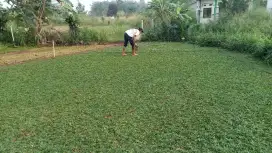 Rumput gajah mini