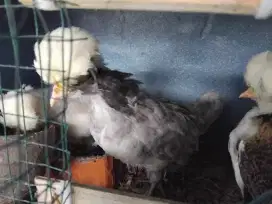 Anakan ayam poland