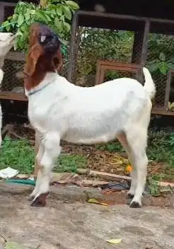 sepasang anakan kambing boer 4-5 bulanan F2 series siap ternak hoby2an