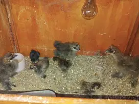 Ayam American silky