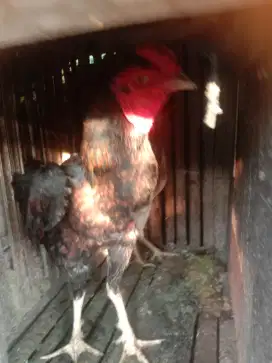 Sepasang ayam bulbi Mangon