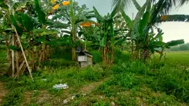 Tanah lingkungan libudak, waringin kurung