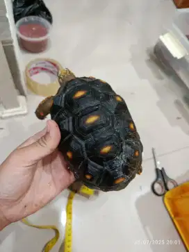 Kura kura redfoot kura kura darat 15 16 cm