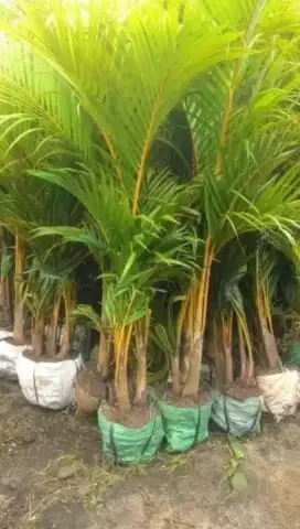 Pohon palem kuning tinggi 1/1.50m