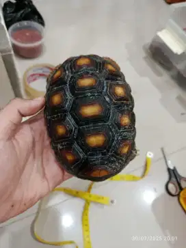 Kura kura redfoot kura kura darat 13 14 cm