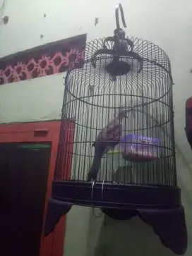Perkutut bangkok ring rajin bunyi 3/4ketukan