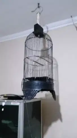 Kurung manuk (sangkar burung)