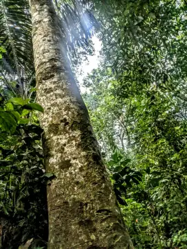 Dijual kayu hutan