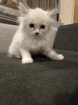 Kucing ragdoll murah 3 bulan