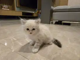 Kucing ragdoll murah 3 bulan