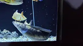 Channa Maru Yellow Sentarum 50 - 60cm