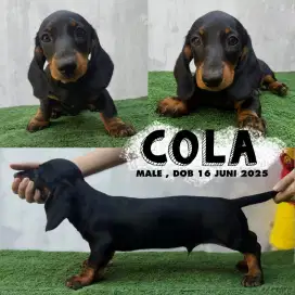Anjing tekel duchund