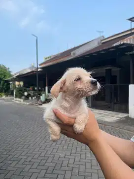 Anakan Maltipoo Betina