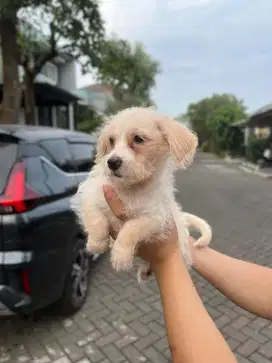 Anakan Maltipoo Jantan