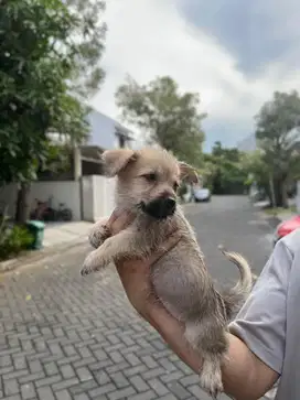 Anakan Maltipoo Jantan