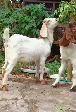 sepasang anakan kambing boer 4-5 bulanan F2 series siap ternak piara