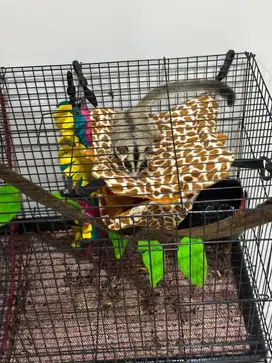 sugar glider wf betina