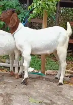 sepasang anakan kambing boer 4-5 bulanan F2 siap ternak piara hobby2an