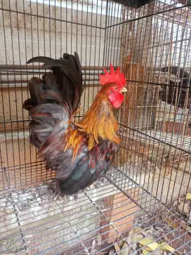 Jual ayam jago Kate ceper Maximal