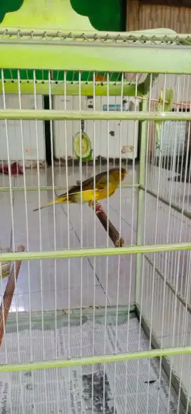 Kenari AF gacor