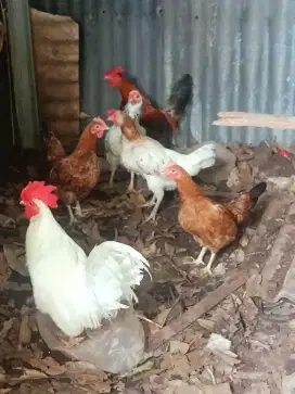 Jual ayam Kate jumbo borongan