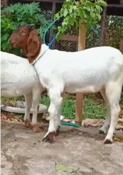 sepasang anakan kambing boer 4-5 bulanan siap ternak f2 series rawatan